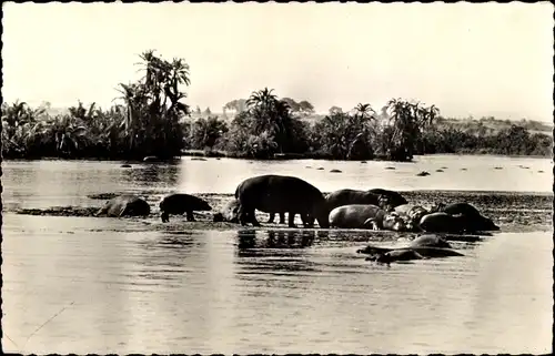 Ak Faune Africaine, Hippopotames au Bain