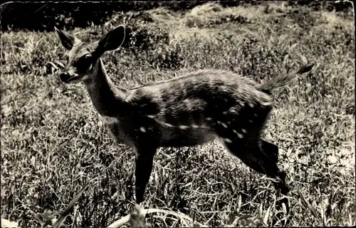 Ak Antilope, Photo Mahuzier