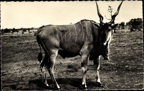 Ak Faune Africaine, Eland de la region des Grands Lacs