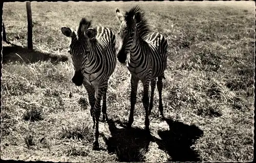 Ak Faune Africaine, Zebres, Zebras