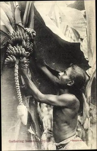 Ak Ceylon Sri Lanka, Mann beim Bananen sammeln, ernten