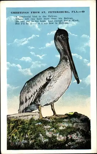 Ak Saint Petersburg Florida USA, Pelikan