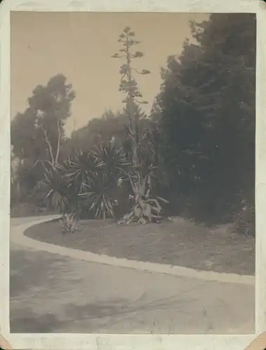 Fotos Buenos Aires Argentinien, Blühende Aloe im Park, September 1892