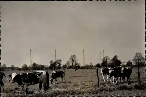 Foto Quickborn in Holstein, Wetterdienststation, Kühe