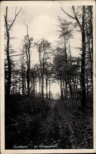 Ak Quickborn in Holstein, Im Königsgehölz