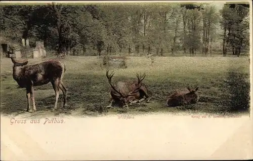 Ak Putbus auf der Insel Rügen, Wildpark, Hirsche