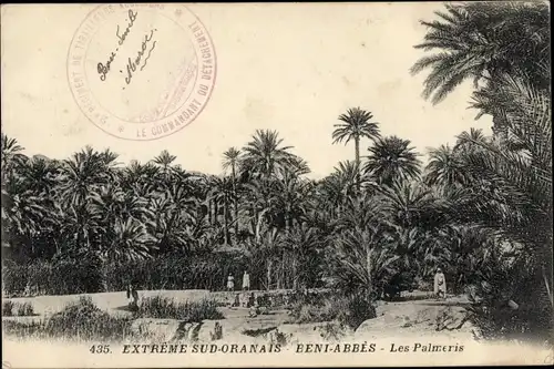 Ak Béni Abbès Algerien, Extreme Sud-Oranais, Les Palmeris