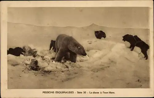Ak Missions Esquimaudes, La chasse a l'ours blanc, Jagd auf einen Eisbär, Hund