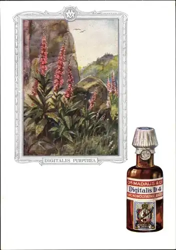 Künstler Ak Digitalis purpurea, Roter Fingerhut, Dr. Madaus & Co., Homöopathie, Reklame