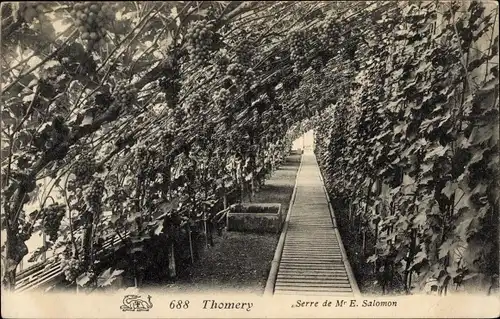 Ak Thomery Seine et Marne, Serre de Mr. E. Salomon