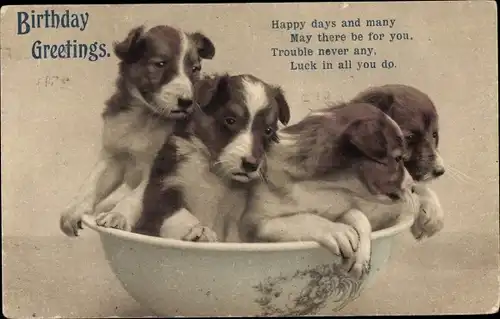Ak Glückwunsch Geburtstag, Hunde in einer Schüssel