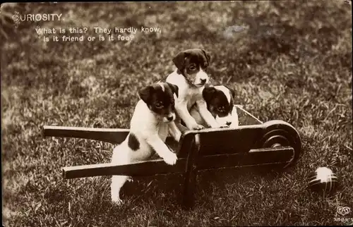 Ak Curiosity, Is it friend or foe, Hundewelpen beobachten einen Ball