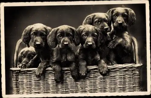 Ak Hundewelpen in einem Weidenkorb