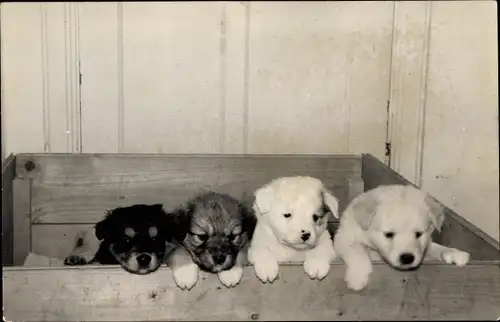 Foto Ak Hundewelpen in einer Holzkiste