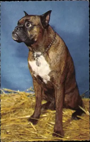 Ak Hundeportrait, Bulldogge, Hund, Halsband