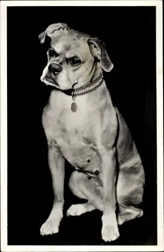 Ak Amsterdam Nordholland Niederlande, Vereniging Asyl, Bewaarplats voor noodlijdende dieren, Hund