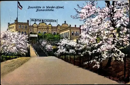 Ak Werder an der Havel, Hotel und Restaurant Bismarckhöhe, Baumblüte