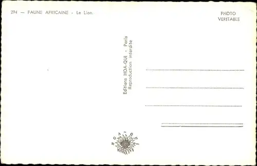 Ak Faune Africaine, le Lion, Löwe