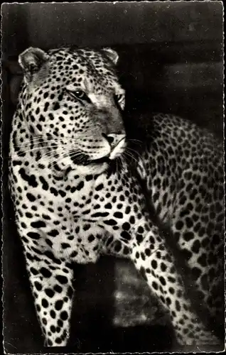 Ak Faune Africaine, Panthere, Leopard