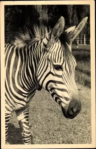 Foto Ak Zebra, Tier-Portrait