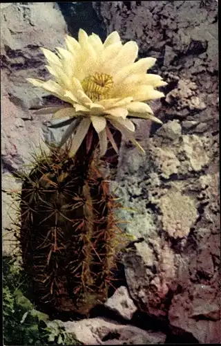 Ak Jardin Exotique de Monaco, Cereus Gladiatus, Blühende Blume