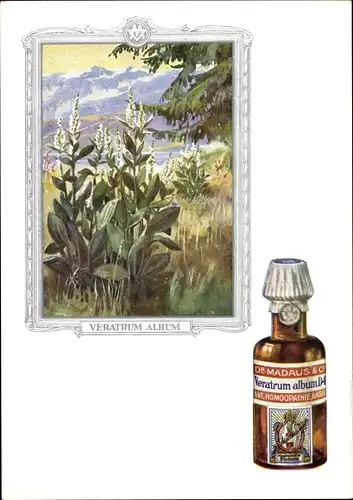 Künstler Ak Veratrum album, Weiße Nieswurz, Dr. Madaus & Co., Homöopathie, Reklame