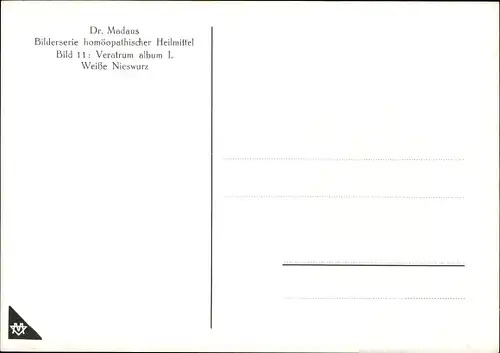 Künstler Ak Veratrum album, Weiße Nieswurz, Dr. Madaus & Co., Homöopathie, Reklame