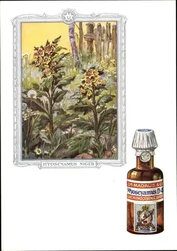 Künstler Ak Hyoscyamus niger, Bilsenkraut, Dr. Madaus & Co., Homöopathie, Reklame