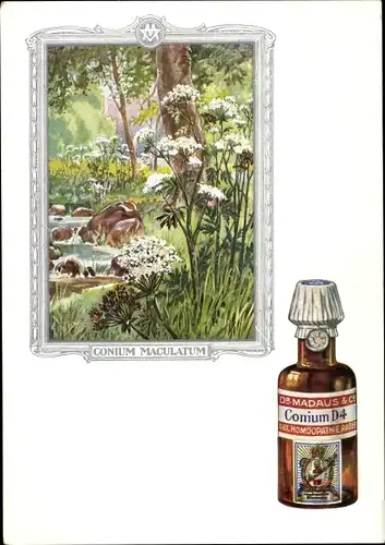 Künstler Ak Conium maculatum, Schierling, Dr. Madaus & Co., Homöopathie, Reklame