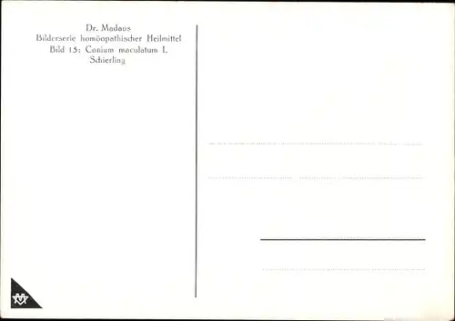Künstler Ak Conium maculatum, Schierling, Dr. Madaus & Co., Homöopathie, Reklame