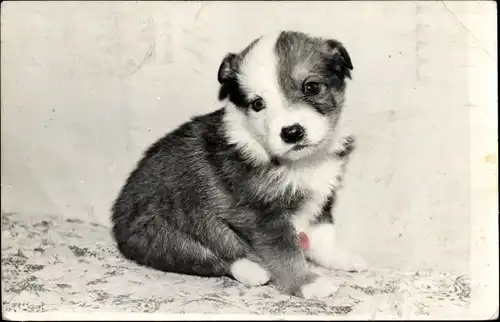 Foto Ak Kleiner Hundewelpe, Tierportrait