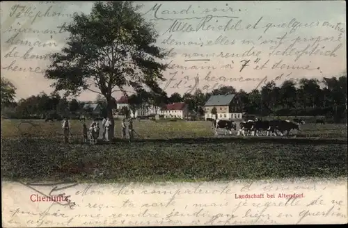Ak Chemnitz Sachsen, Landschaft bei Altendorf, Rinder