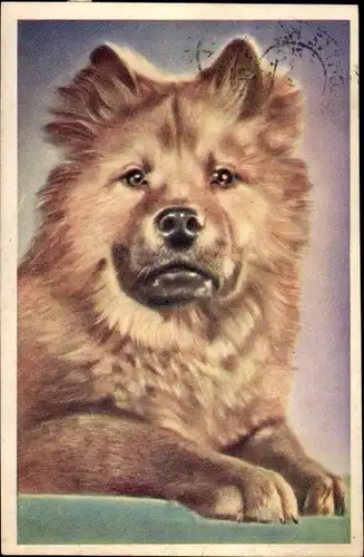 Ak Hundeportrait, Chow Chow
