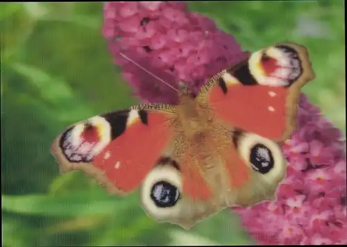 3 D Ak Peacock Butterfly, Tagpfauenauge, Schmetterling