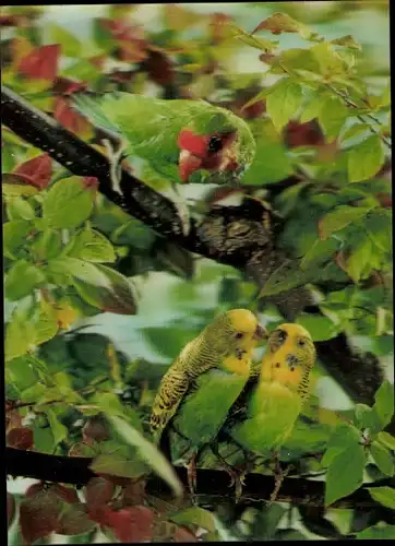 3 D Ak Wellensittiche und Papagei in einem Baum