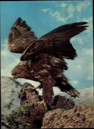 3 D Ak Adler auf Felsen