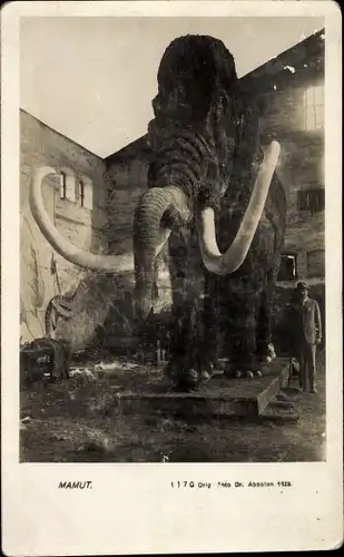 Foto Ak Brno Brünn Südmähren, Mamut, Ausgestopftes Mammut, Archäologe Dr. Karel Absolon