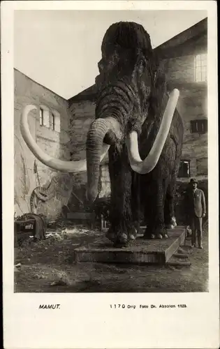 Foto Ak Brno Brünn Südmähren, Mamut, Ausgestopftes Mammut, Archäologe Dr. Karel Absolon