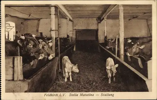 Ak Feldkirch Vorarlberg, Stella Matutina, Stallung