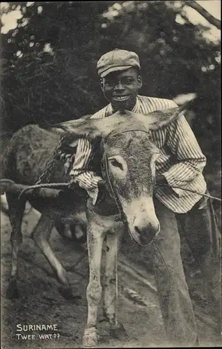 Ak Suriname, Junge mit Esel