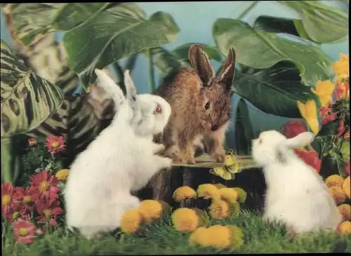 3-D Ak Three rabbits, Drei Hasen, Albinos