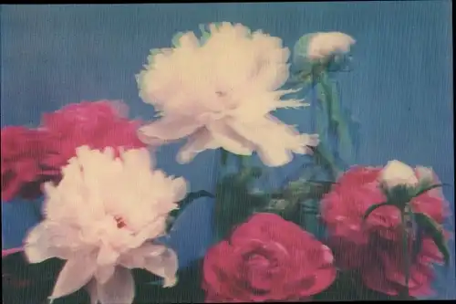 3D Ak Blumen, Peony, Pfingstrosen