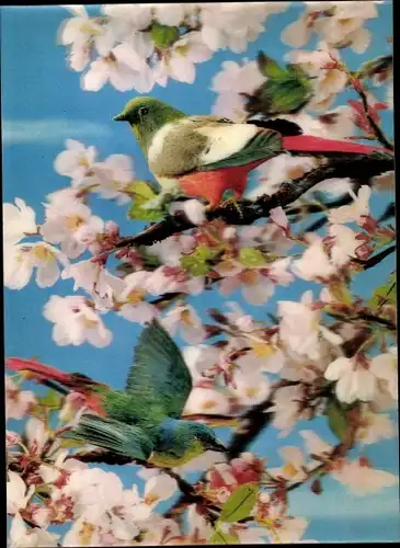 3-D Ak Birds, Oiseaux dans le cerisier, Vögel auf blühendem Kirschbaum