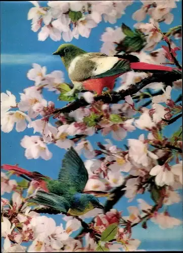 3-D Ak Birds, Oiseaux dans le cerisier, Vögel auf blühendem Kirschbaum