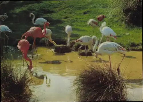 3 D Ak Gruppe von Flamingos