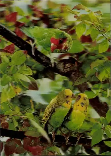 3 D Ak Wellensittiche und Papagei in einem Baum