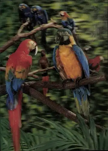 3-D Ak Eine Gruppe bunter Papageien im Urwald, Aras
