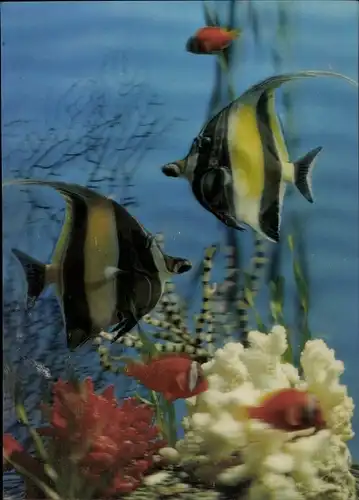 3-D Ak Tropische Fische im Aquarium