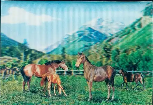 3 D Ak Horses, Pferde auf der Weide, Fohlen