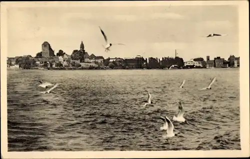 Ak Waren an der Müritz, Blick von der Müritz auf die Stadt, Möwen im Flug